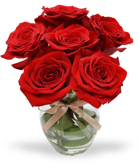 6 rose rosse